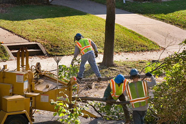 How Our Tree Care Process Works  in Powderly, TX